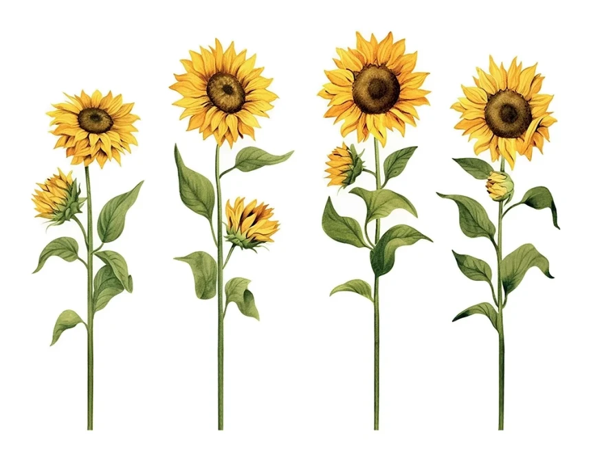 Sunflowers αυτοκόλλητα τοίχου βινυλίου (44240)