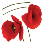 Poppies αυτοκόλλητα τοίχου βινυλίου (54101)
