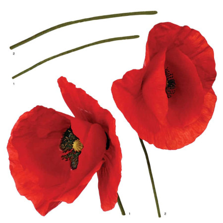 Poppies αυτοκόλλητα τοίχου βινυλίου (54101)