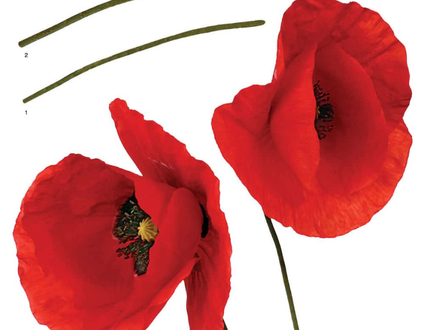 Poppies αυτοκόλλητα τοίχου βινυλίου (54101)