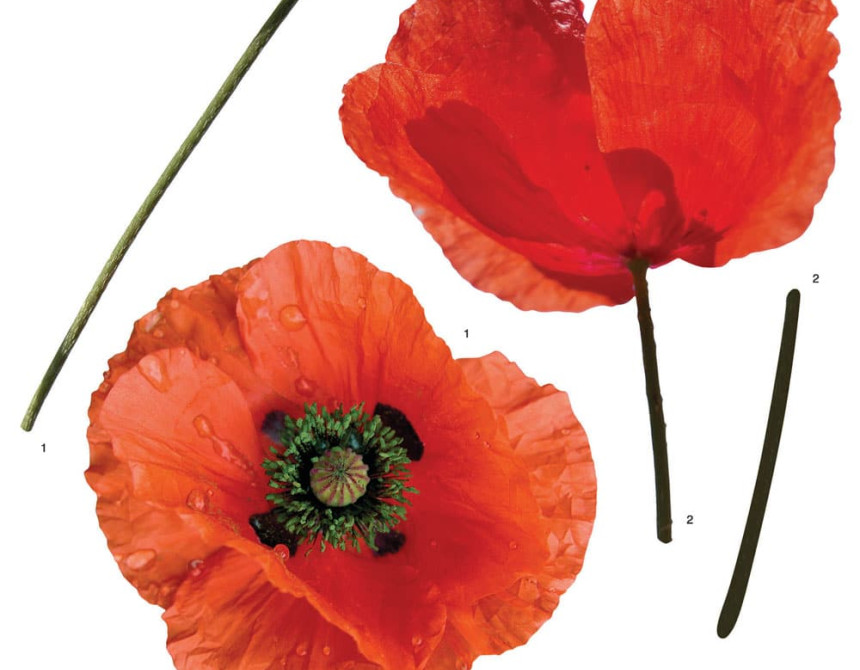 Poppies αυτοκόλλητα τοίχου βινυλίου (54101)
