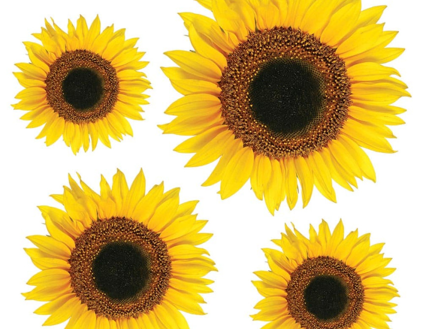 Sunflower αυτοκόλλητα τοίχου βινυλίου (54106)