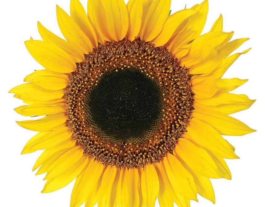 Sunflower αυτοκόλλητα τοίχου βινυλίου (54106)