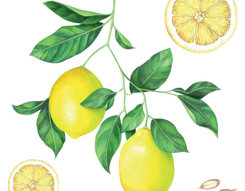 Lemons αυτοκόλλητα τοίχου βινυλίου (54122)