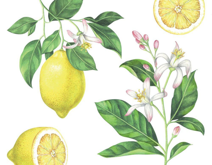 Lemons αυτοκόλλητα τοίχου βινυλίου (54122)