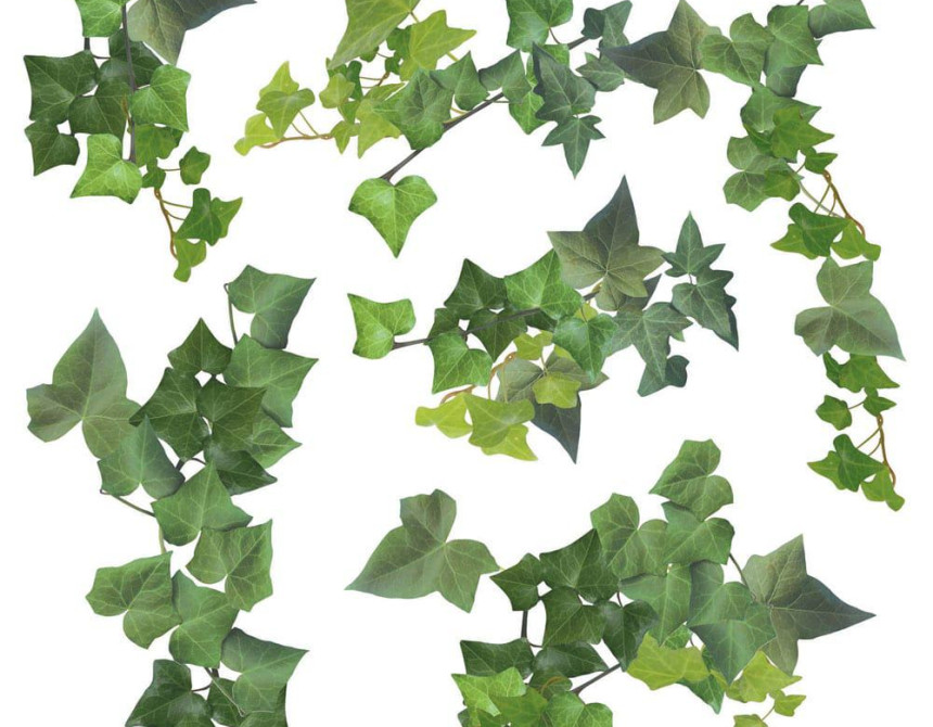 Ivy αυτοκόλλητα τοίχου βινυλίου (54152)
