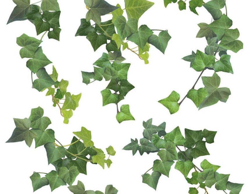 Ivy αυτοκόλλητα τοίχου βινυλίου (54152)