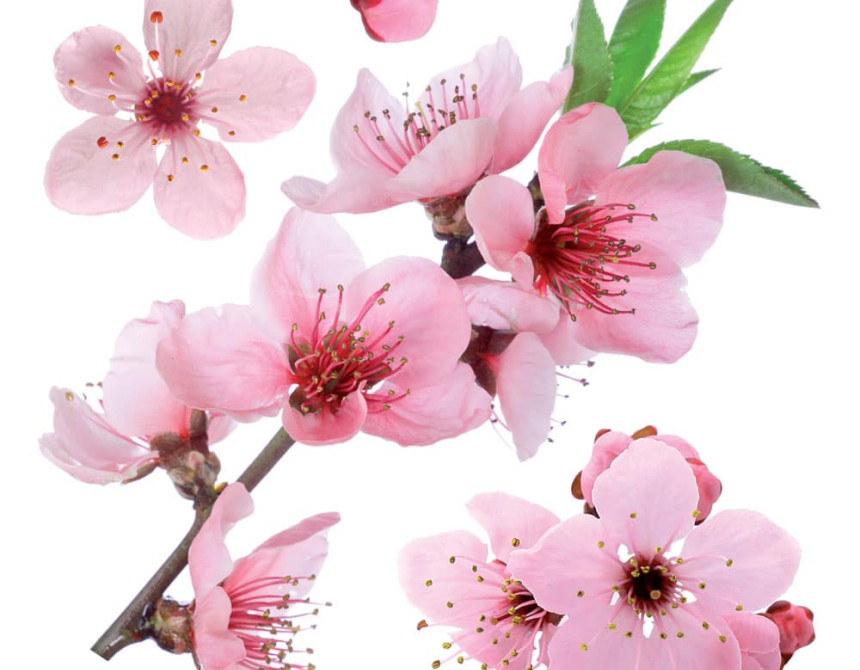 Cherry Blossom αυτοκόλλητα τοίχου βινυλίου (54327)