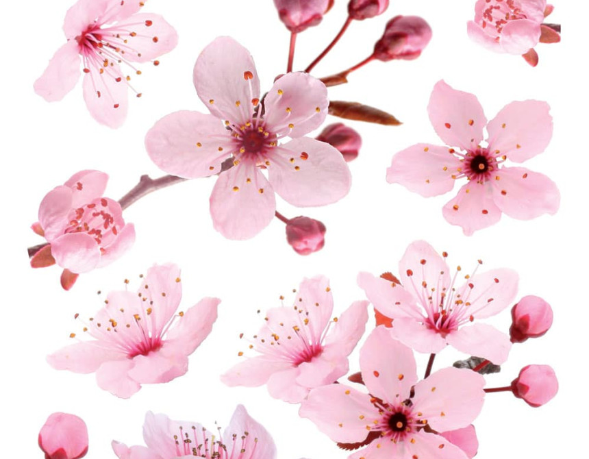 Cherry Blossom αυτοκόλλητα τοίχου βινυλίου (54327)