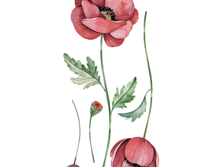 Poppies αυτοκόλλητα τοίχου βινυλίου (59180)
