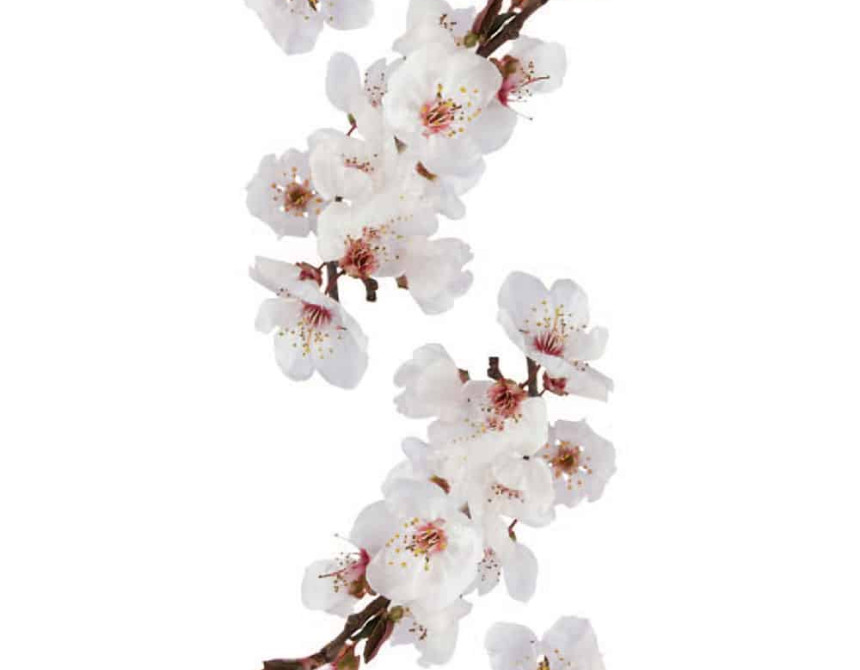 Photographic Blossom αυτοκόλλητα τοίχου βινυλίου (59389)