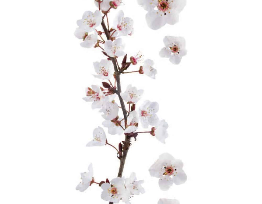 Photographic Blossom αυτοκόλλητα τοίχου βινυλίου (59389)