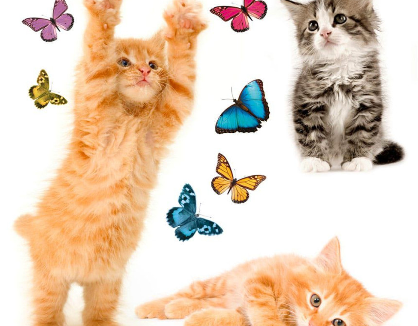 Cats αυτοκόλλητα βινυλίου για τζάμι M (64001)