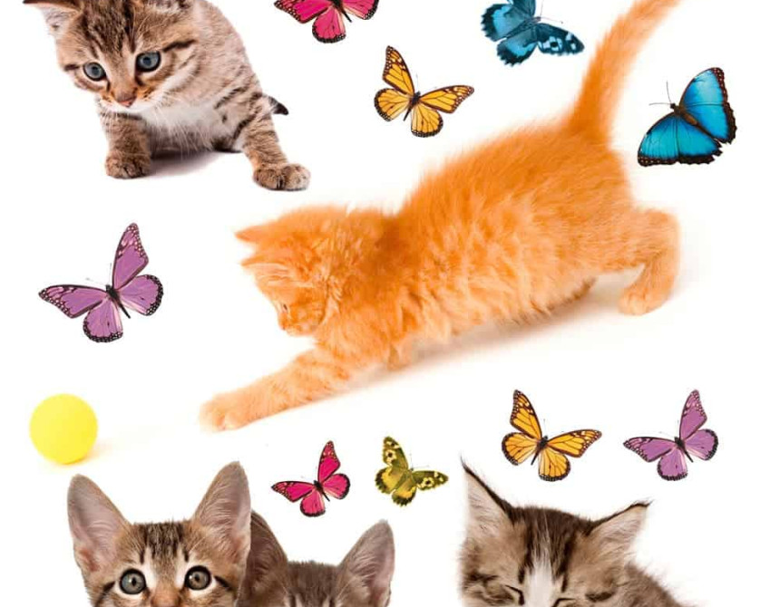 Cats αυτοκόλλητα βινυλίου για τζάμι M (64001)
