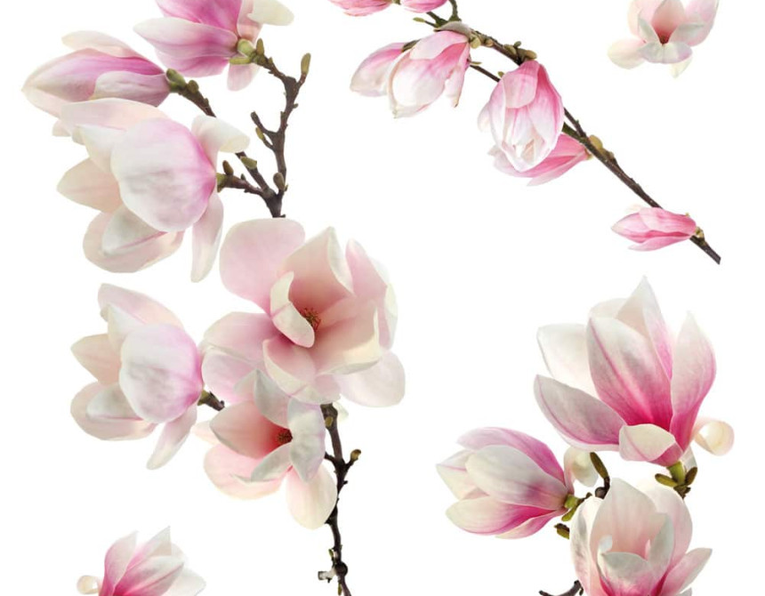 Magnolia αυτοκόλλητα βινυλίου για τζάμι (64006)