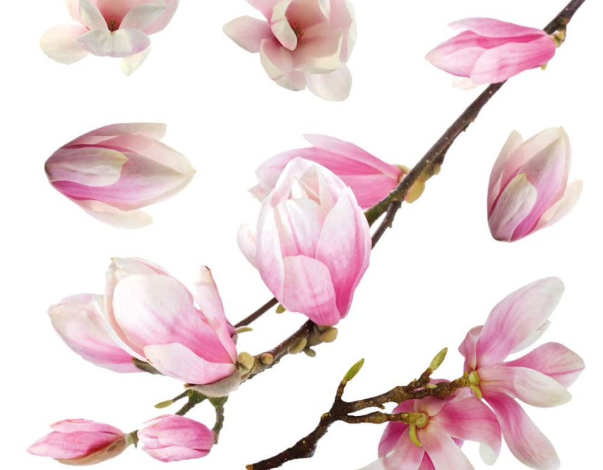 Magnolia αυτοκόλλητα βινυλίου για τζάμι (64006)
