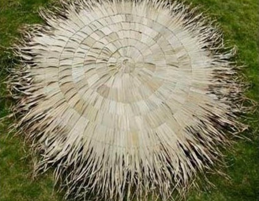 Fun Palm Cover