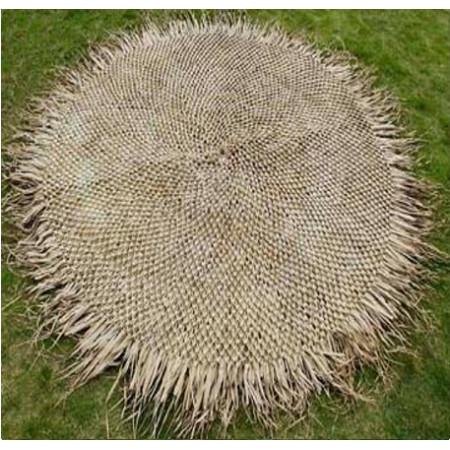 Fun Palm Cover Knotted